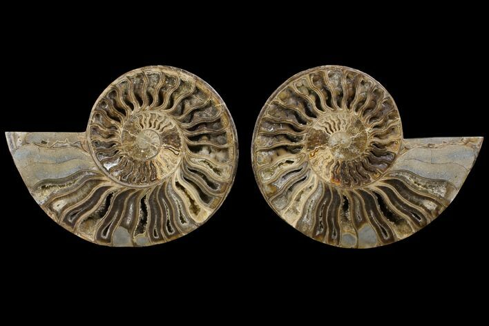 Daisy Flower Ammonite (Choffaticeras)- Madagascar #111311